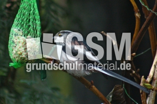 P-Schwanzmeisen 009.jpg